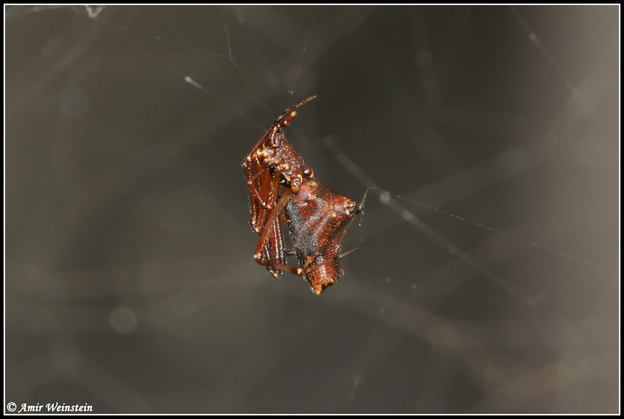 Neospintharus sp.  e Argyrodes sp.?